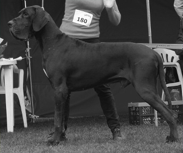 Ch.Pl. ALKAZAR Platinum