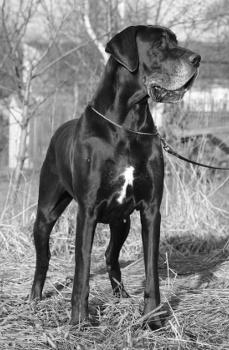 Mł.Ch.Pl. CALIMBRA Platinum