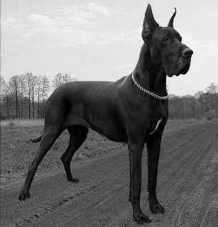 Ch.Pl. SANGIOVESE Akwaforta