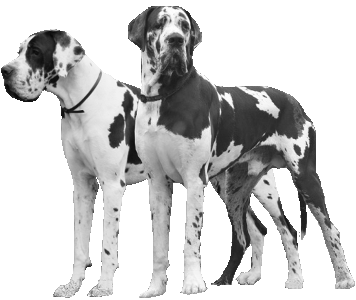 BALIMERA i CALA'QUESSIR