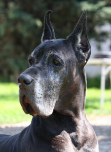 ANAKONDA Platinum 7 years