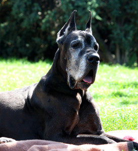 ANAKONDA Platinum 9 lata