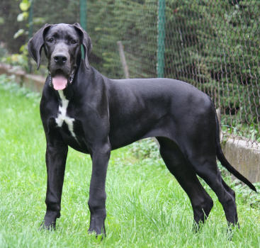 ANISA Wiśniowe Ranczo