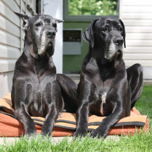 ANAKONDA Platinum and CALIMBRA Platinum