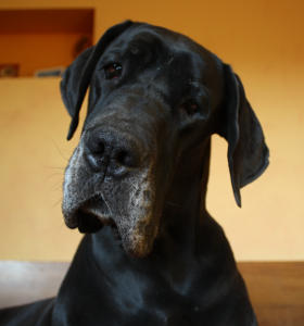 CALIMBRA Platinum 3 years