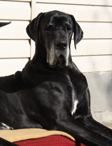 CALIMBRA Platinum 5 lata