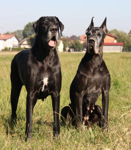 ANAKONDA Platinum and CALIMBRA Platinum