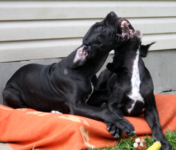 Ententino i Eluende 13 tygodni