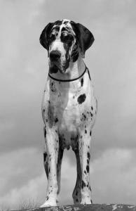 WESTERN ROSE Akwaforta