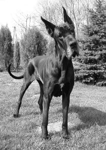 Ch.Pl. SANGIOVESE Akwaforta