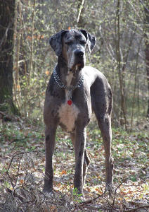 WILDFLOWER Akwaforta