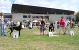 VII International Dog Show<br>Kraków 28-29.06.2003